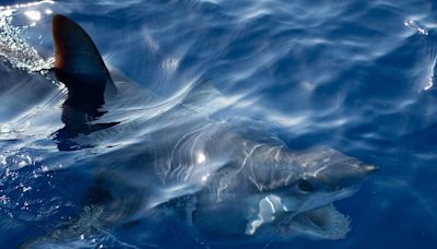 Shark attacks strike swimmers at Florida beaches: "Tragic day"