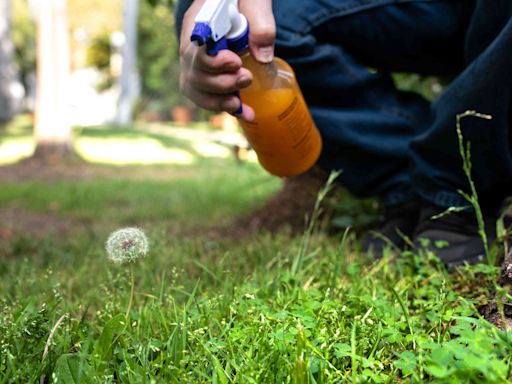 How to Get Rid of Weeds in Your Lawn With 8 Easy Methods