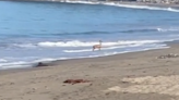 Watch: Deer seen bodysurfing at Seacliff State Beach