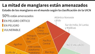 La mitad de los ecosistemas de manglares están en riesgo, según un estudio