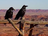 Cultural depictions of ravens