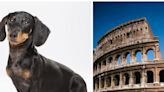 Sausage dogs could have been made to fight bears in the Colosseum of ancient Rome, archaeologists said
