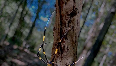 Are giant, flying Joro spiders in Florida? Here's where they're headed on their US invasion