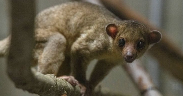 Kinkajou found at Yakima rest stop finds home at Point Defiance Zoo in Tacoma