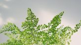 Southern Maidenhair Fern: Complete Care And Growing Guide