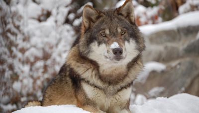 La Justicia europea respalda la prohibición de cazar lobos hasta que estén en buen estado de conservación