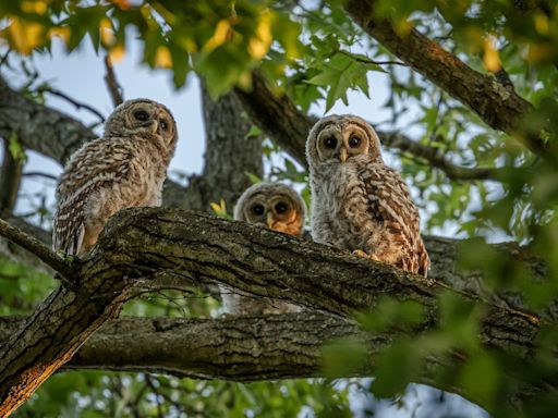 Baby Barred Owls Can't Get Enough of Backyard Bird Bath & It's Too Cute