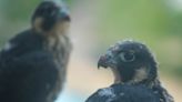 Meet the peregrine falcon chicks nested in downtown Cincinnati