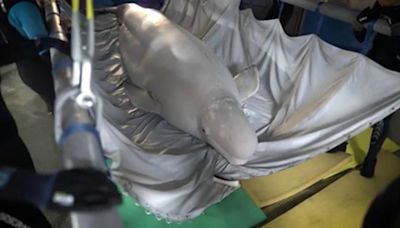 Logran rescatar a dos belugas de un acuario de Ucrania y las trasladan al Oceanogràfic de Valencia