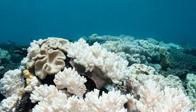 Aerial footage shows Great Barrier Reef suffering 'most severe' coral bleaching on record: 'It's time to act'