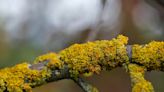 What are lichen, and why are entire forests preserved for their sake?