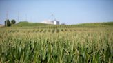 El maíz sube por la demanda china y el trigo por las dudas sobre acuerdo del mar Negro