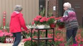 Friends of the Symphony Geranium Sale continues to help fund local music programming
