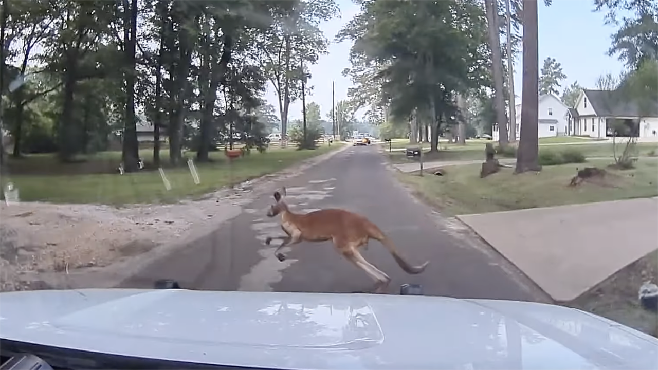Kangaroos on the loose in Texas as police respond to amusing call