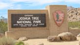 Haven't visited Joshua Tree? Shame on you