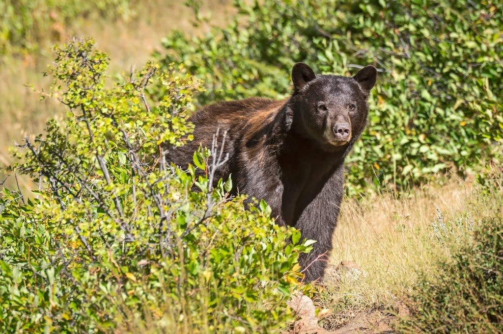 Nature Nuggets: Black bear or grizzly bear? How to tell the difference
