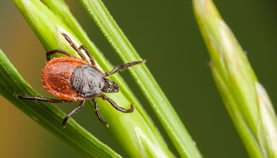 Is Lyme disease curable? Here's what you should know about tick bites and symptoms.