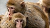 Scientists discover gay behaviors are not only common in male monkeys, but may give them an evolutionary edge
