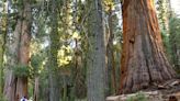 California’s Sequoia National Park Postpones Opening of Giant Forest — Here's Why