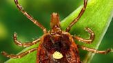 Mobile County health officials share tick tips as Lyme Disease Awareness Month comes to an end