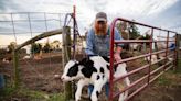 NC farmer who kept family dairy alive through COVID fights for life after bull attack