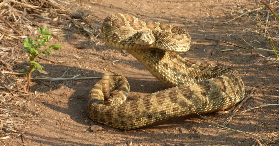 Tips and tricks for navigating rattlesnake season in Colorado Springs