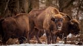 Research shows reintroduction of bison herd may have unexpected impact on air pollution: 'These creatures evolved for millions of years'