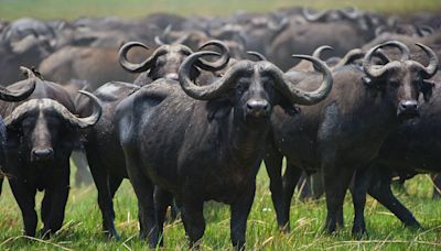 MP Shocker: After Fishes, Six Buffaloes Die In Morena Due To Consumption Of Polluted Water From Factory