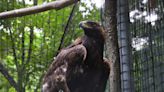 Birds of a feather — EcoTarium welcomes Golden Eagle and seeks a name