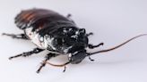 Researchers develop new technology to kill cockroaches