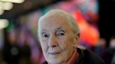 Climate warrior Jane Goodall isn't sold on carbon taxes and electric vehicles