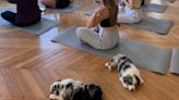 Italia prohíbe yoga con perritos tras informes de presunto maltrato animal | El Universal