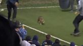 Pitch-invading raccoon 'Raquinho' causes carnage at MLS game as play suspended