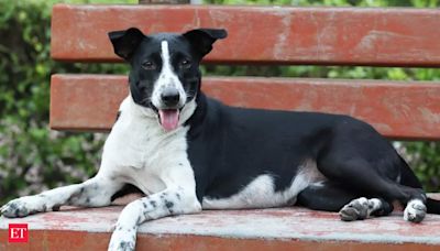 'Bhajan-loving' dog returns home after travelling alone for 250 km, villagers celebrate with special feast