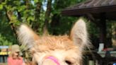 Love alpacas? You can see 350 of them at the Iowa State Fairgrounds in Des Moines this weekend