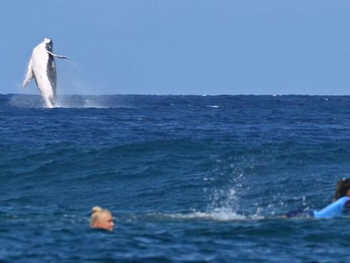 Whale joins Olympic surfers during semi final in Tahiti