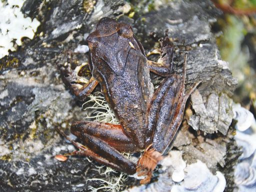 ZSI researchers discover new species of horned frog in Arunachal - The Shillong Times