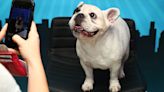 The French bulldog sits, stays at the top of U.S. dog owners' hearts