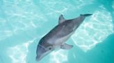 Baby dolphin gravely injured in crab trap lines is rescued and rehabilitated
