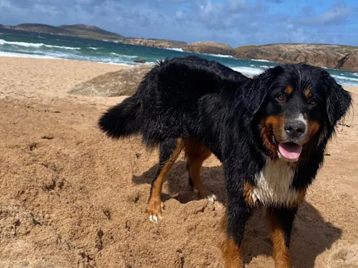 Dog missing for 15 days 'miraculously' found clinging to cliff edge