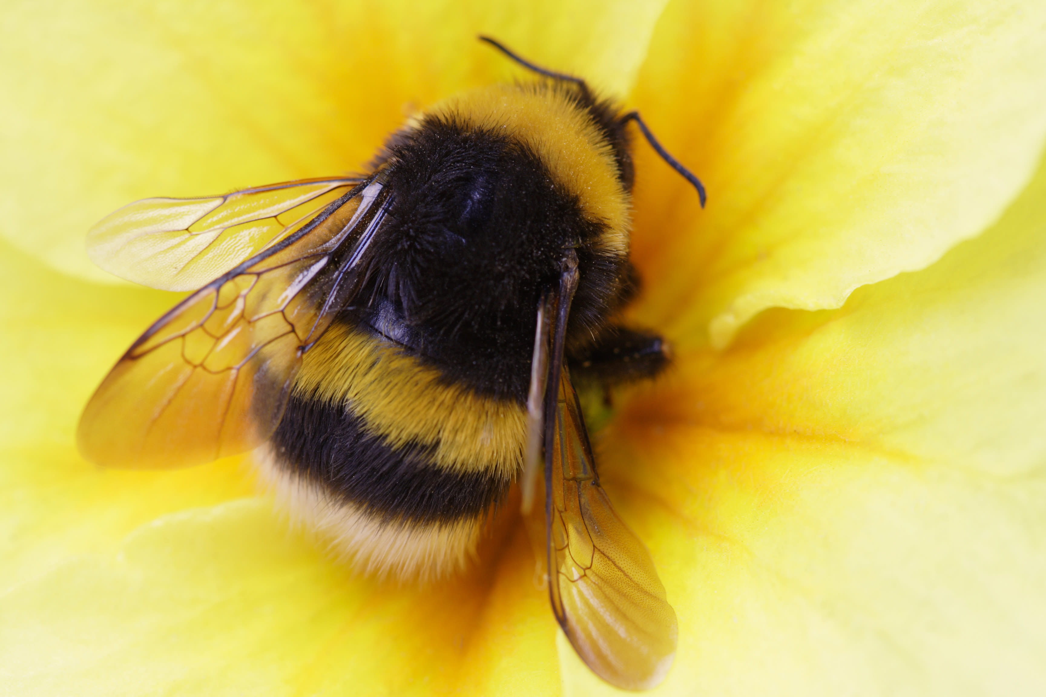 Scientists reveal "major" new factor in bumblebee decline