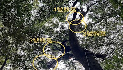 大雪山25公尺高青剛櫟 森林護管員驚喜發現4個臺灣黑熊熊窩