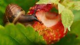 Strawberry pests – expert tips on how to spot them so you can protect your plants
