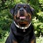 Chien Rottweiler