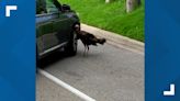 Turkey causes trouble in Heritage Hill