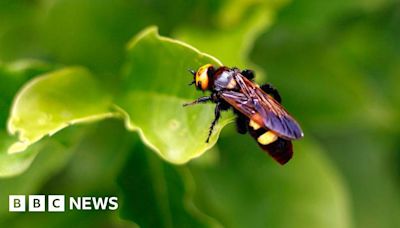 Asian hornets: Race against time as queens emerge in the South East