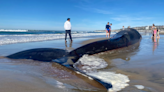 Endangered whale measuring 52ft washes up on San Diego beach