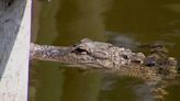 Children caught feeding ‘food-conditioned’ alligator at Florida park, report says