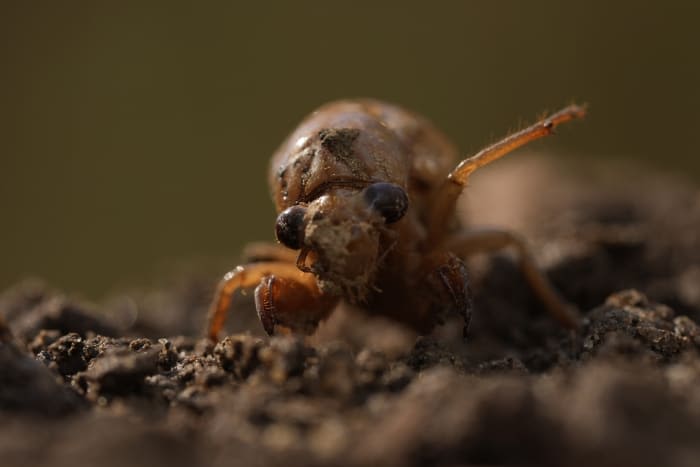 What’s the deal with cicadas in Michigan this year?