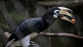 Scientists puzzled by these birds scoring as high as primates in cognitive tests